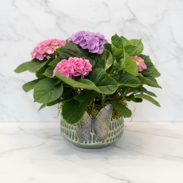 Potted Hydrangea Planter