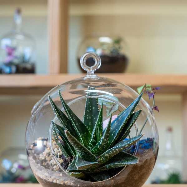 Succulent in a round glass terrarium with pebbles