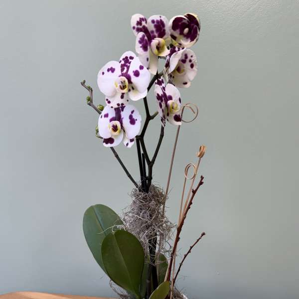 Potted orchid with white and purple spotted blooms in a white vase