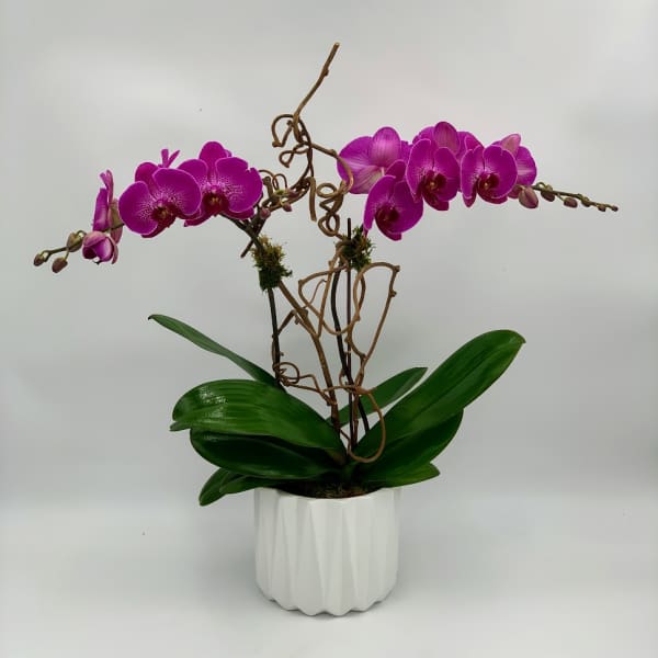 Potted purple orchids in a white ceramic planter