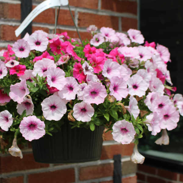 Hanging basket of pink petunia flowers in a dark planter