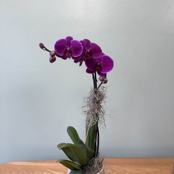 Potted purple orchid with broad green leaves in a pale pink pot