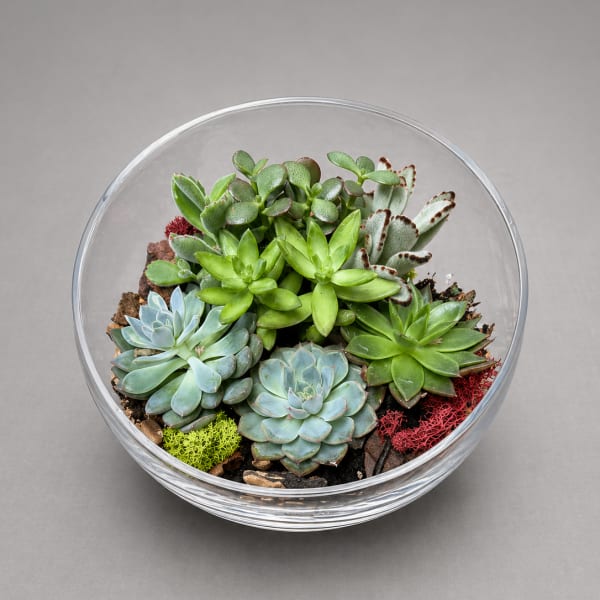 Succulent Serenity