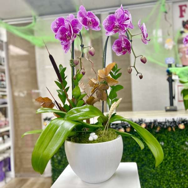 Potted pink phalaenopsis orchids with broad green leaves in a white ceramic pot.