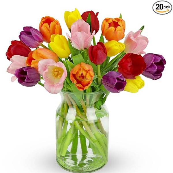 Spring Tulips