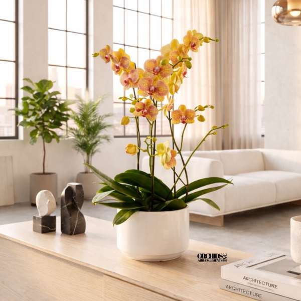 Potted yellow and pink orchids in a white planter on a table