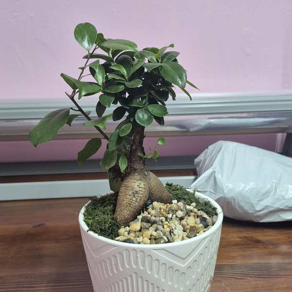 Bonsai 3