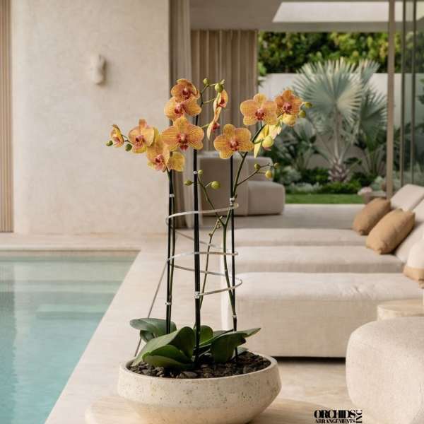 Potted orchid arrangement with yellow-orange blooms in a shallow ceramic bowl