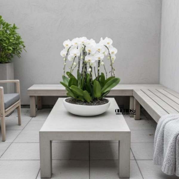 White orchids arranged in a low white bowl on a patio table