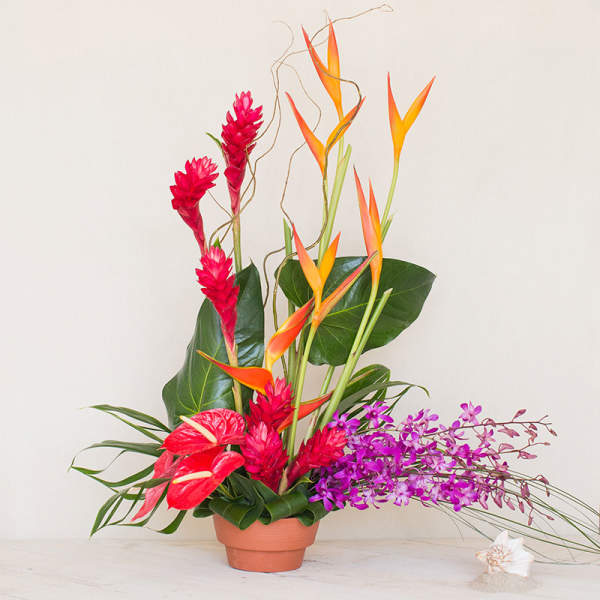 Tropical Fusion