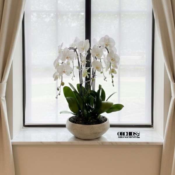 White orchid plant in a shallow beige pot on a windowsill