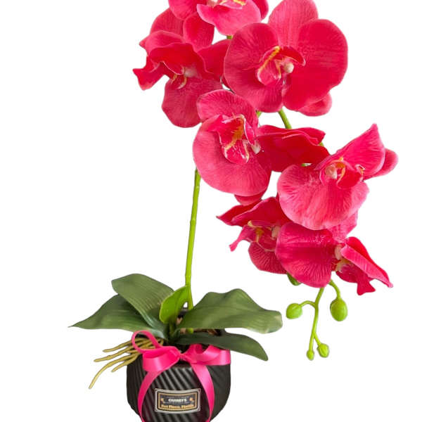 Pink orchid plant in a black pot with a ribbon