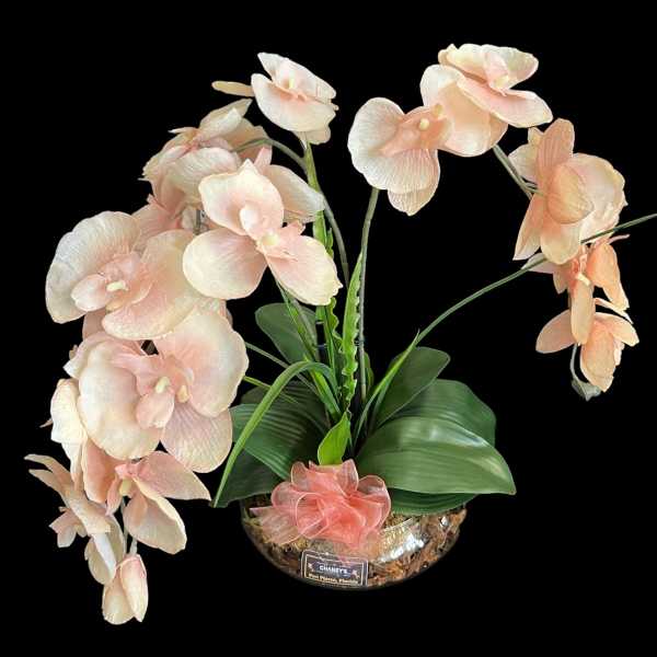 Pale peach orchid arrangement in a glass bowl with a pink ribbon