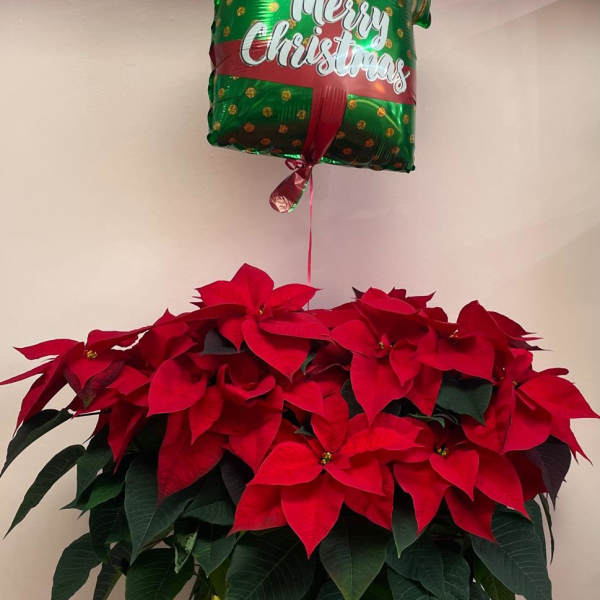 Potted poinsettia arrangement with a Christmas balloon
