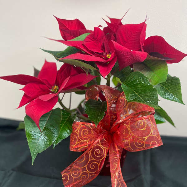 Potted poinsettia with red bracts and a decorative ribbon bow