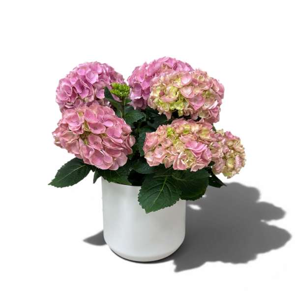 Pink Hydrangea Plant