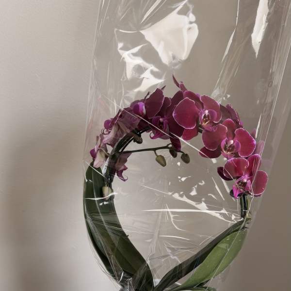 Orchids