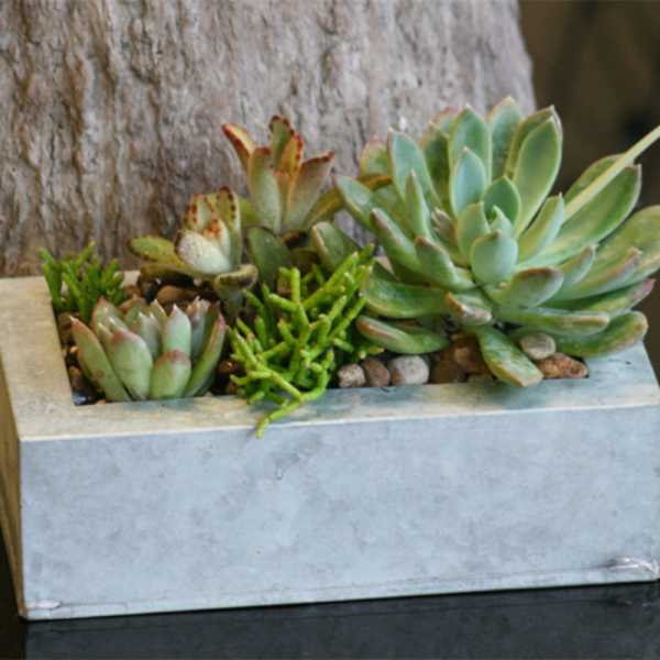 Succulent arrangement in a rectangular concrete planter