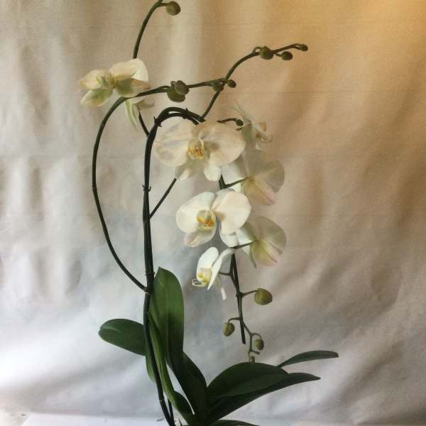 True Orchid Love