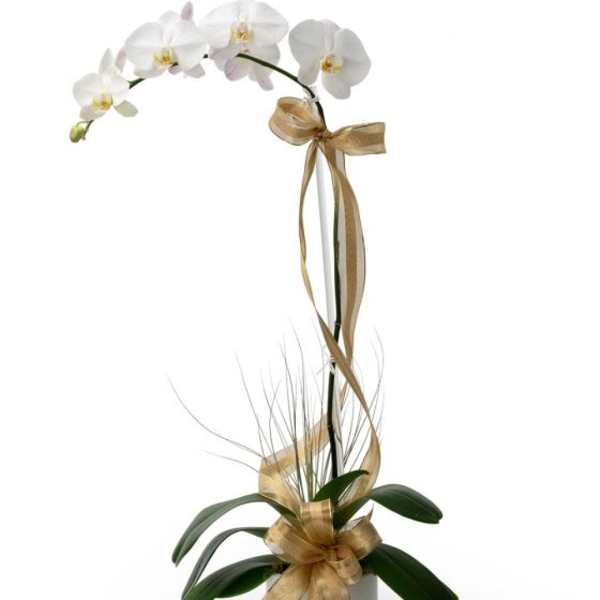 Potted white orchid plant with an arching stem and gold ribbon accents in a white container