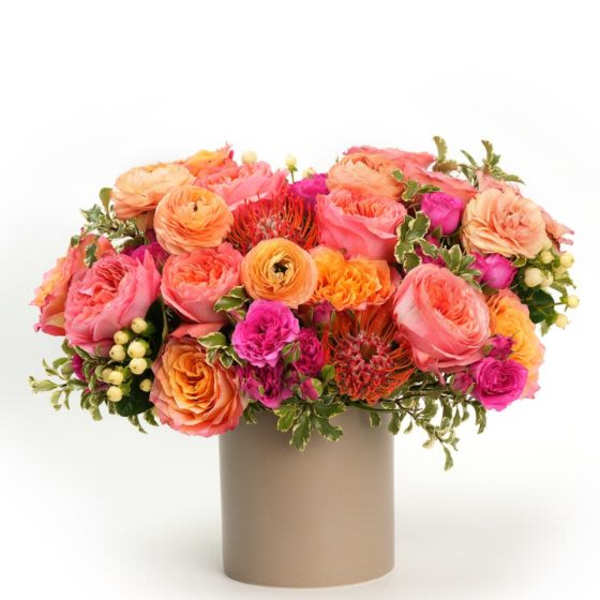 Enchanting Apricot