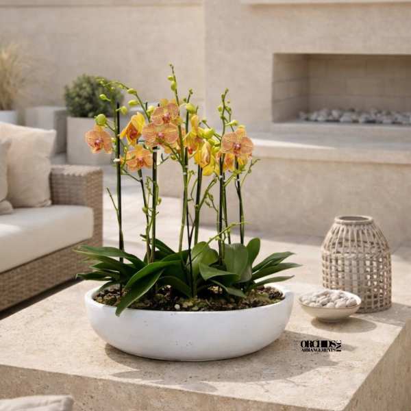 Potted orchids in a white oval planter on a patio table