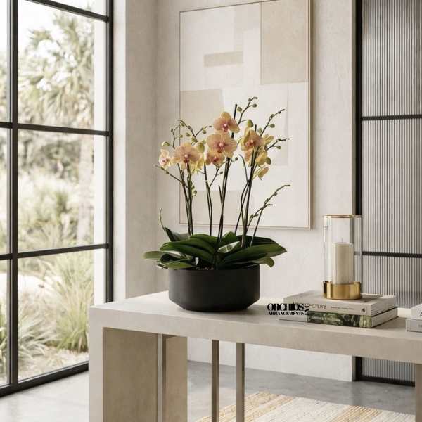 Potted orchid arrangement with pale pink blooms in a black container