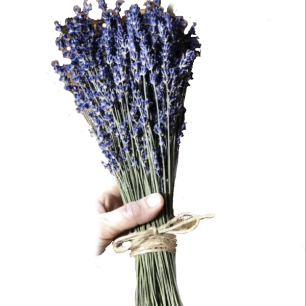 Bundle of dried purple lavender tied with twine