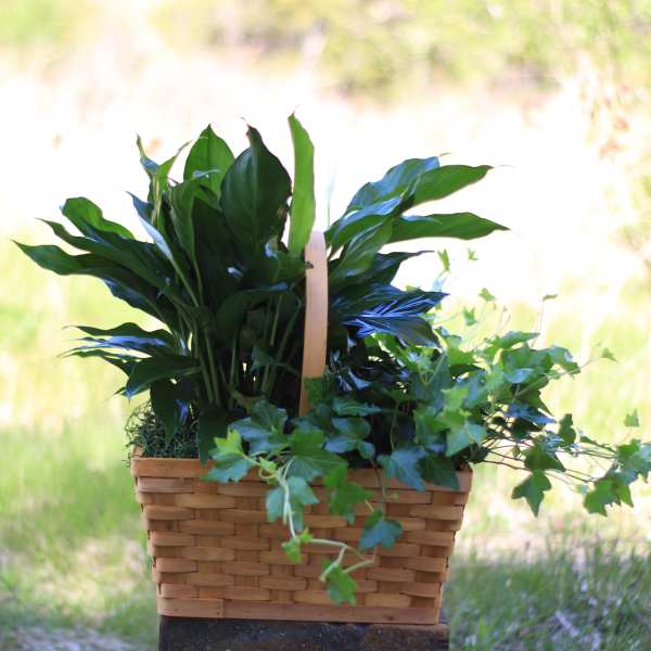 Basket of green potted plants with trailing ivy