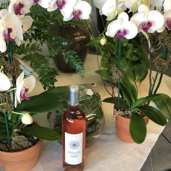 Orchid Planter