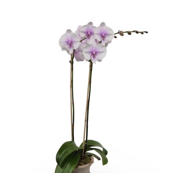 Graceful Orchid Planter