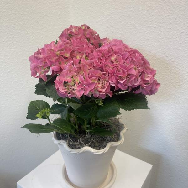 Handmade Hydrangea