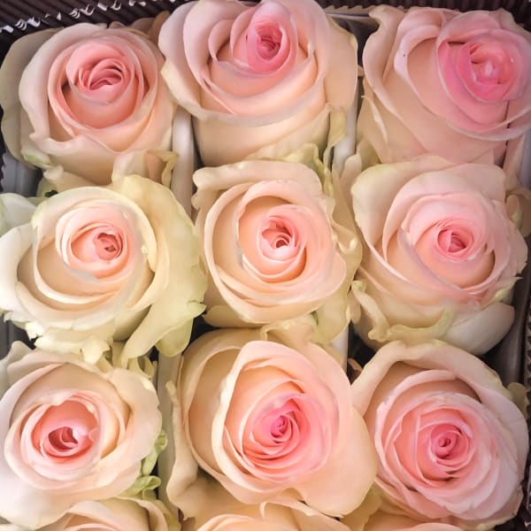 Box of pale pink roses arranged tightly together