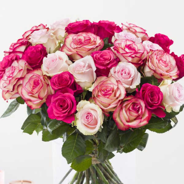 Soft Love Roses