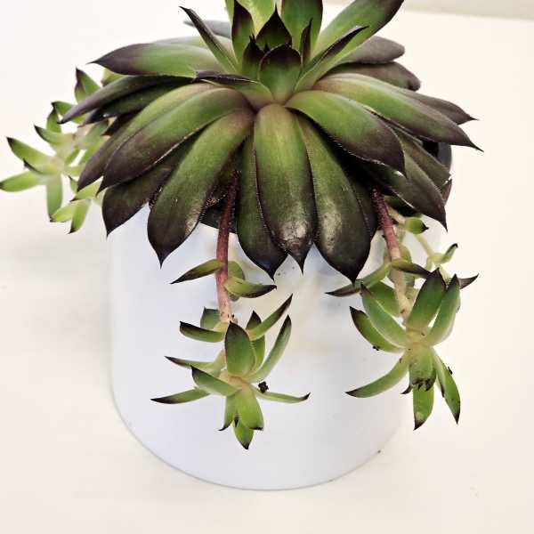 Common houseleek