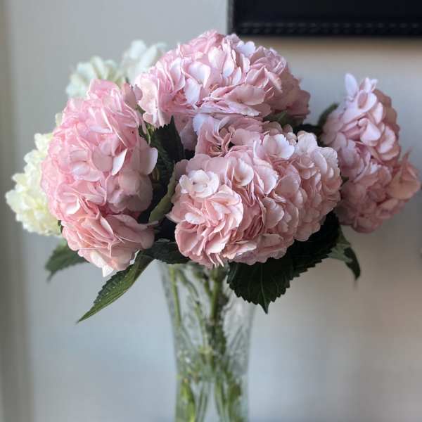 6 Lux Pink Hydrangeas Beautifully Wrapped - Not Available week of Mother's Day