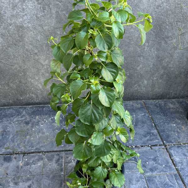 Climbing Hydrangea