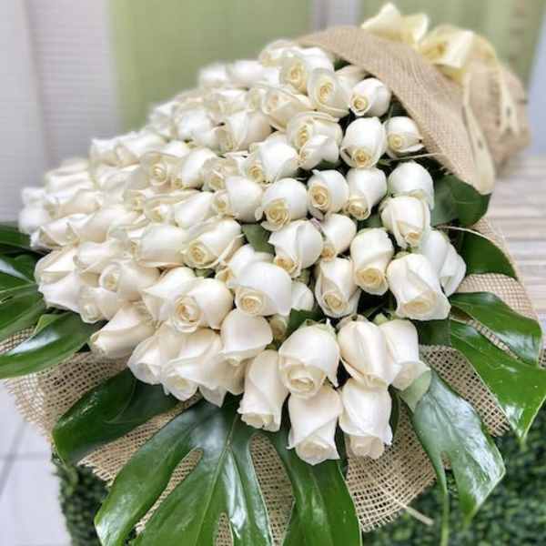 Large wrapped bouquet of tightly clustered white roses accented with broad glossy green leaves.