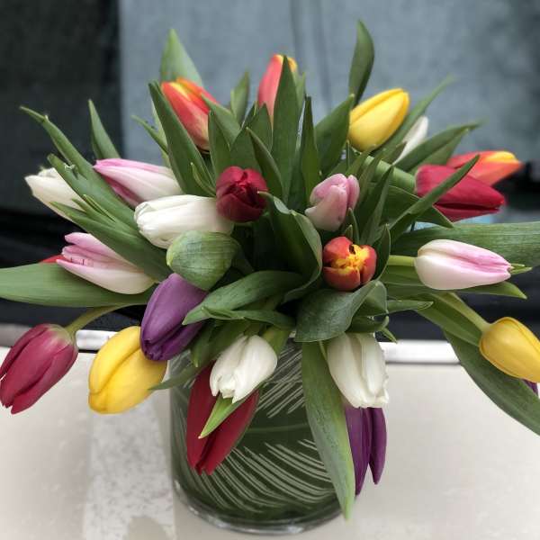 Tulip Jazz