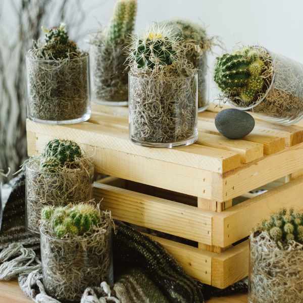 Cactus Call