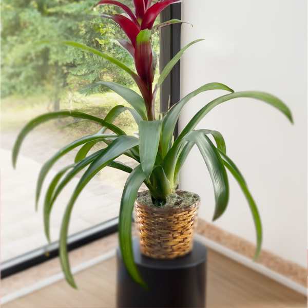 Bromeliad Plant