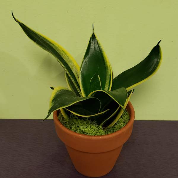 Small Snake Plant