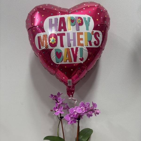 Pickelball Orchid for Mom