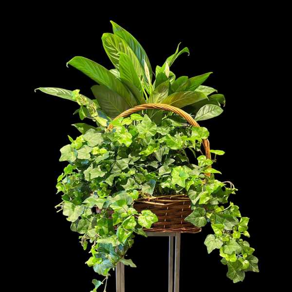 Basket of trailing ivy and leafy green plants on a stand
