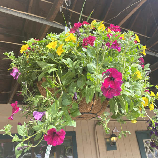 Hanging basket of pink and yellow petunias