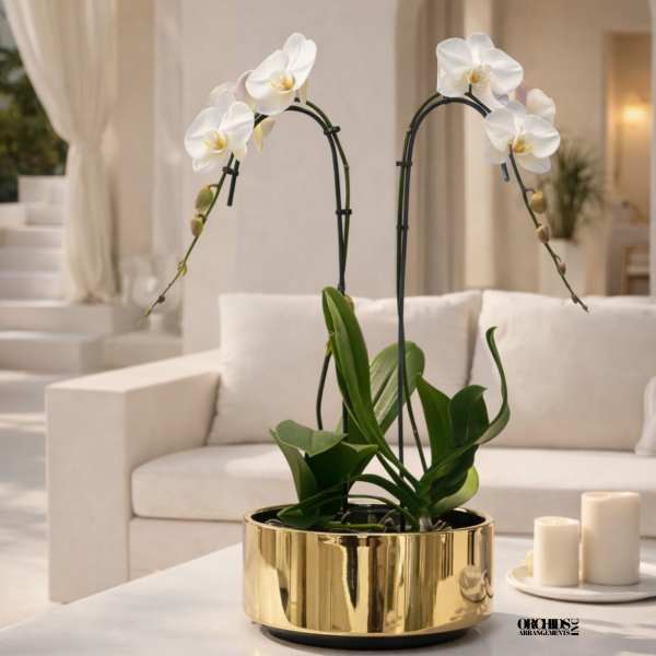 White orchids in a gold planter on a coffee table