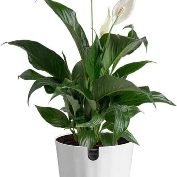 Peace Lily Planter