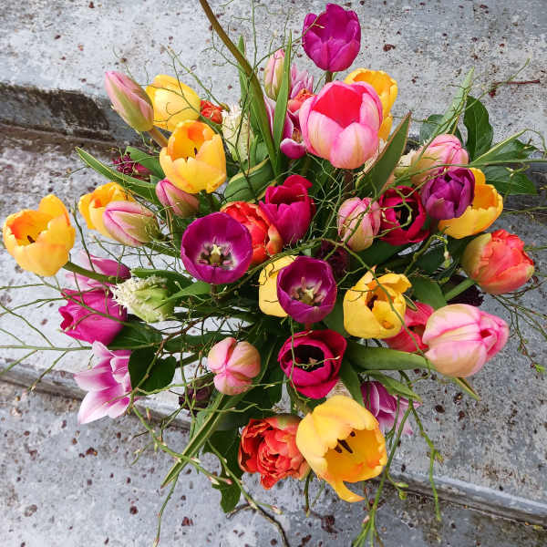 Tulips!!
