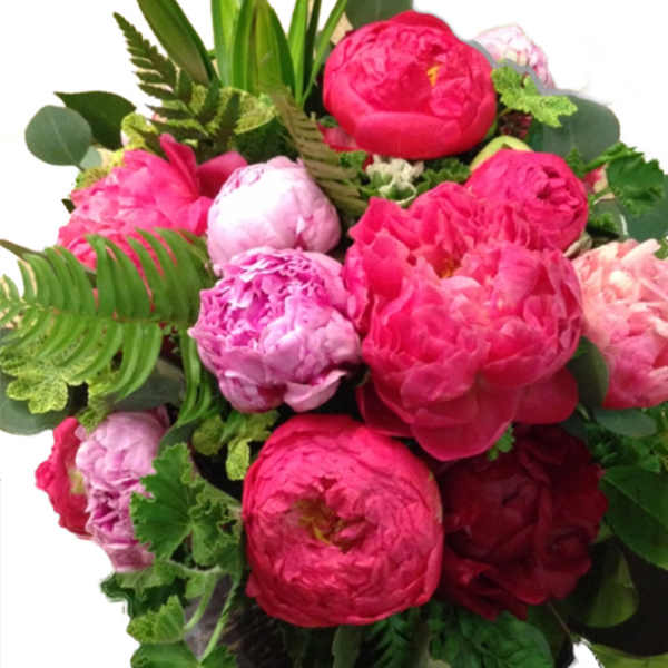 Peony Peony Peony