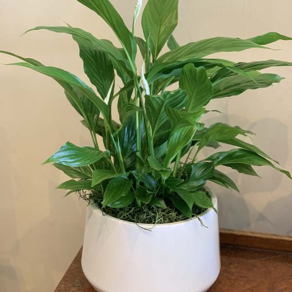 Potted peace lily plant in a white ceramic planter